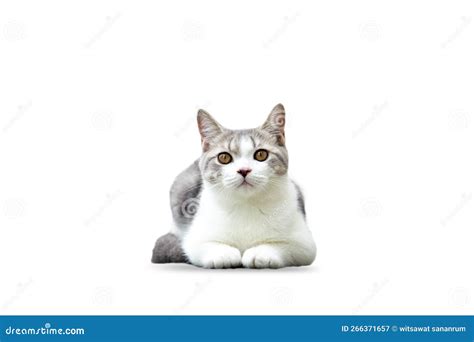 Dicut Of White Tabby Cat Sitting On White Background. Scottish Fold Cat ...