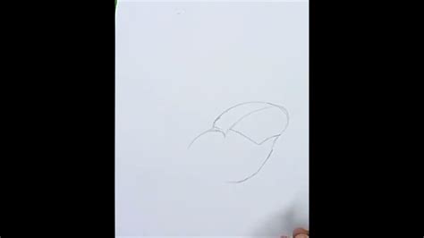 Image result for Pen Shell Drawing