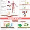 Explain the process of transpiration in human beings with the help of ...
