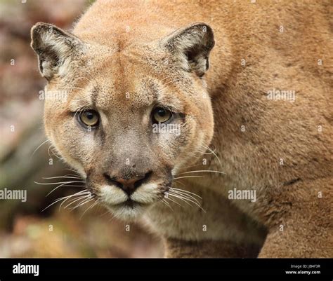 A large male Puma (also called Mountain Lion or Cougar) peering in with ...