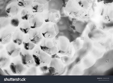 Bacteria Reproducing Under a Microscope 的图像结果