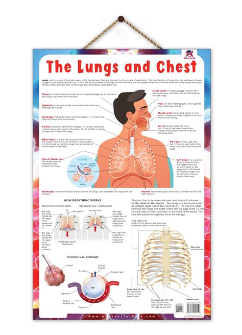 Lungs - Thick Laminated Primary Chart Wall CHART — pegasusforkids