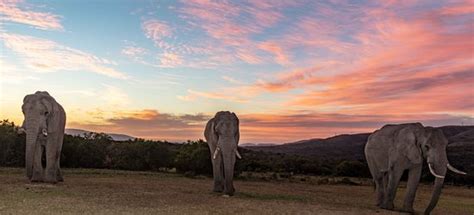 Barefoot Addo Elephant Lodge (Addo Elephant National Park) - 2021 What ...