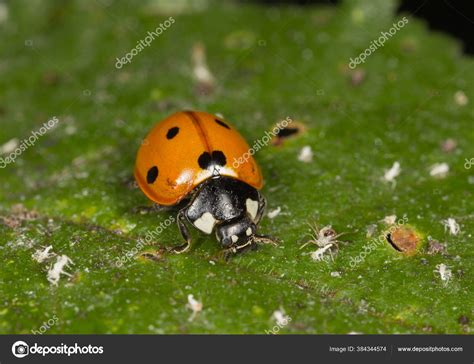 Ladybug Eats Plant Lice Leaves Garden — Stock Photo © dragi52 #384344574