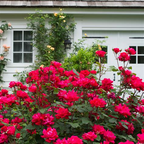 Double Red Knock Out® Rose Bush for Sale | Perfect Plants