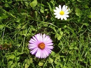 Image result for Flower Pot Unicode Python