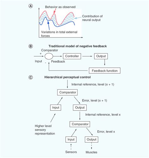 Image result for Negative Feedback Cycle