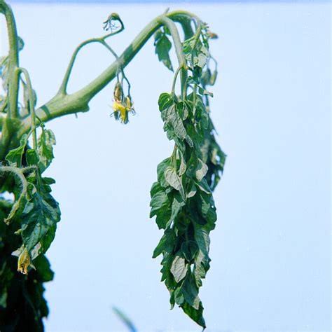 Bacterial wilt, brown rot - Prevention, Control and Damage