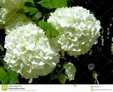 fiore a palla snowball blossoms stock photo image 40530964 fiore a palla snowball blossoms stock photo image 40530964