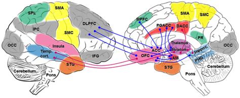 The Pathobiology of Behavioral Changes in Multiple System Atrophy: An ...