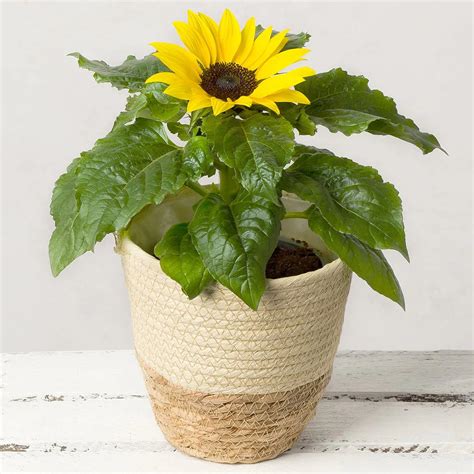 10+ Plants that Absorb Radiation and EMF - Proven by Science – Abana Homes