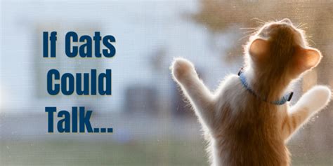 Check Meowt! Cat Communication and July 4th Safety with DCAS