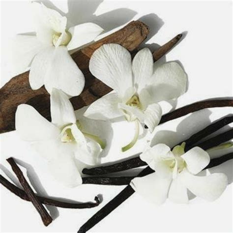 Vanilla Musk Fragrance | Handcrafted Scents by Wicked Good - Wicked ...