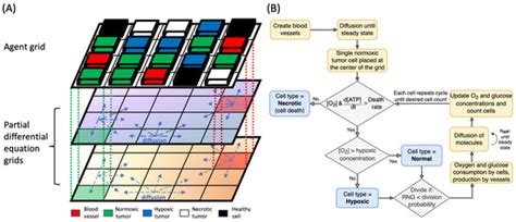 Relating Macroscopic PET Radiomics Features to Microscopic Tumor ...