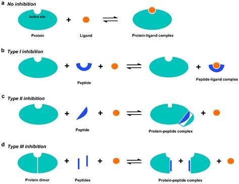 Peptide Inhibitor Assay for Allocating Functionally Important ...
