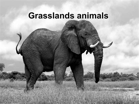 Grasslands animals | PPT