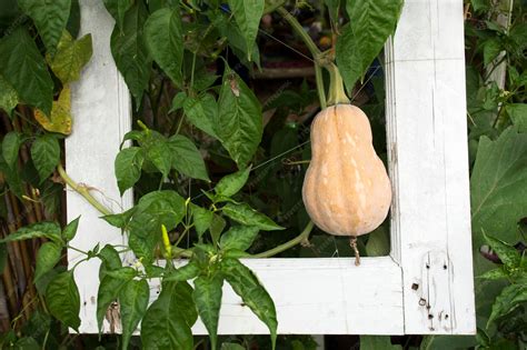 Premium Photo | Butternut pumpkin or butternut squash plant in garden ...