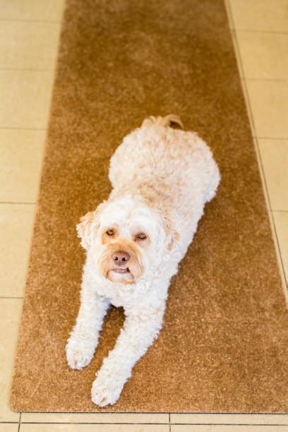 Image result for Cockapoo Dog Sitting Down