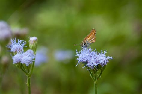 Elevation of McAllen, TX, USA Elevation Finder - Topographic map ...