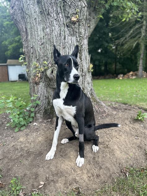 Great Dane Mixed With Husky Great Dane Clearance X Wolfhound Latest