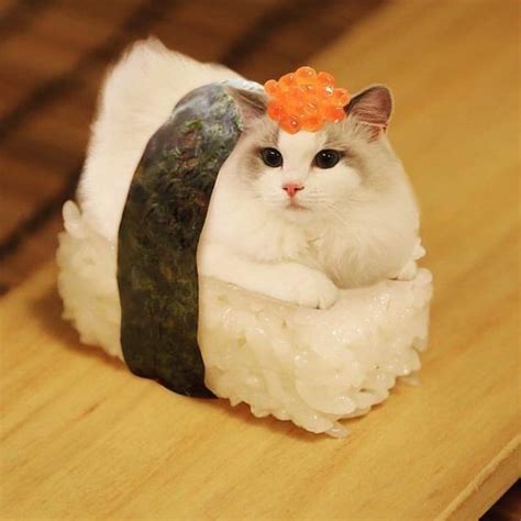 日本寿司猫:Sushi Cats | 创意产品