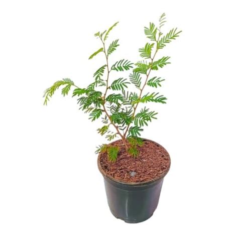 Mphmi Live Plants Shami/Khejri Tree : Amazon.in: Garden & Outdoors