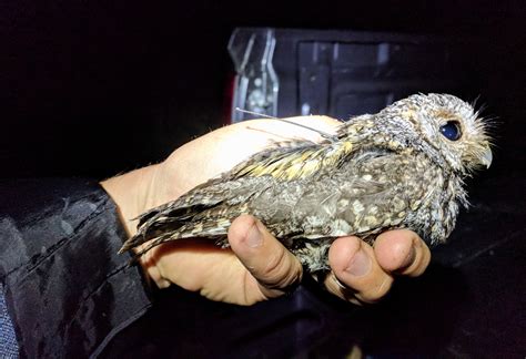 Owl On 2 Dollar Bill