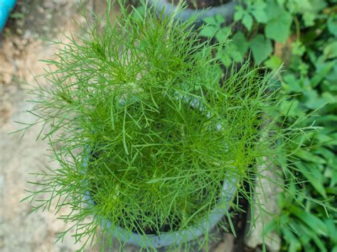Care Of Dill In Pots - How To Grow Dill In Containers | Gardening Know How