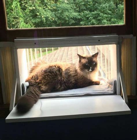 Image result for Best Cat Window Boxes