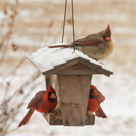 What Birds Feed In The Winter And How To Attract Them