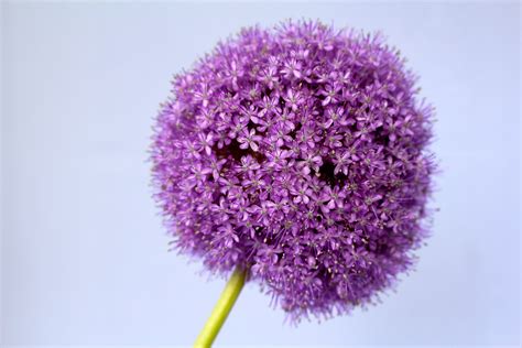 Royalty-Free photo: Purple allium closeup photography | PickPik