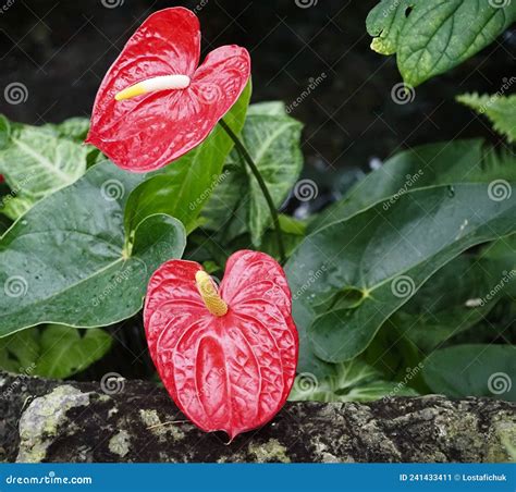 Peace Lily or Spathiphyllum Cochlearispathum Stock Image - Image of ...