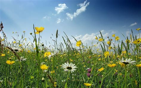 Wild Flowers Wallpapers - Wallpaper Cave