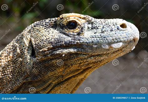 An Impressive Komodo Dragon. Stock Image - Image of toad, reptile ...