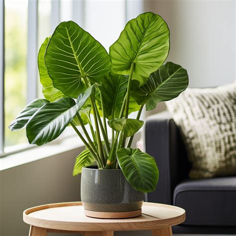 Tropical Plants You Can Grow Anywhere