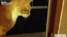 Live Leak Cats GIF - Live Leak Cats Curious - Discover & Share GIFs
