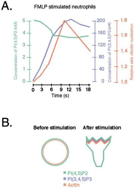 Image result for Pi PIP2 PIP3
