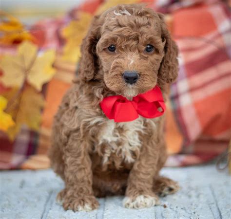 Image result for Cockapoo Dog Baby