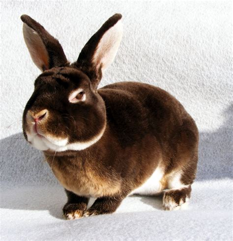 Our Mini Rex Bucks. - Warren cottage Rabbit Stud | Cute animals, Mini ...