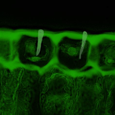 Image result for Apoplastic Pathway Model Kit