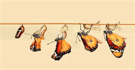 Image result for Macroevolution Controversy