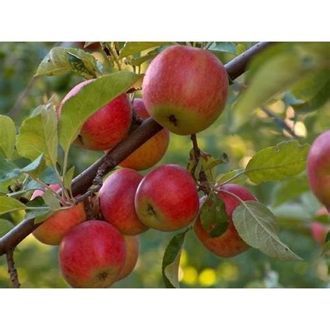 Apple Fruit Plant