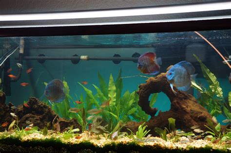 Image result for Blue Turquoise Discus