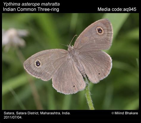 Ypthima asterope | Butterfly