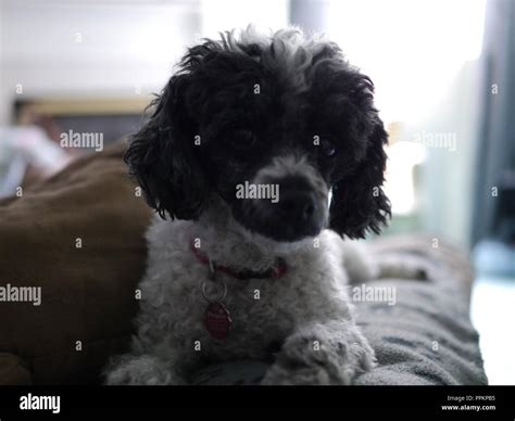Black and white miniature poodle dog hi-res stock photography and ...