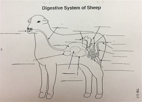 Image result for Goat Digestive System