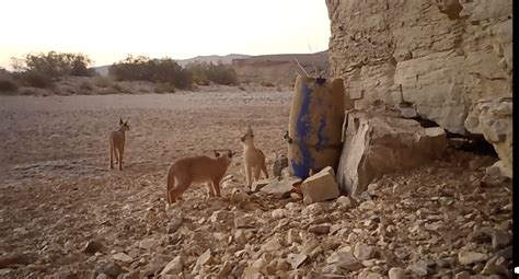 Forschungsarbeit zeigt Leben in der Negev-Wüste | Israel Zwischenzeilen ...