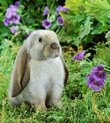 Image result for English Lop Bunny