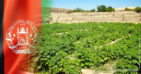 Cannabis in Afghanistan - Laws, Use, and History - Sensi Seeds