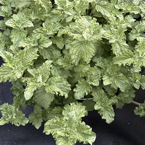Мята Брэдбурн Хэв Mentha aquatica «Bradboorn Have»- Купить